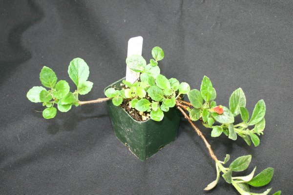 http://www.cloudjungle.com/CloudJungle/Gesneriaceae/Neomortonia/Neomortonia nummularia.jpg